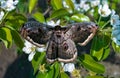 Giant emperor moth (Saturnia pyri), the largest Red Book butterfly in the spring