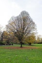 A giant and enormous tree in Regent\'s Park