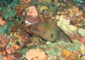 Giant estuarine moray