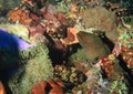 Giant estuarine moray Royalty Free Stock Photo