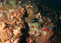 Giant estuarine moray