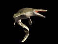 Mosasaurus, 17m aquatic lizard, between 70 and 66 million years ago 3d illustration isolated on black background