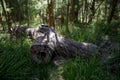 A giant fallen log in the Valley of the Ancients