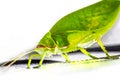 Giant False Leaf Katydid Pseudophyllus titan, Pseudophyllinae, Tettigoniidae isolated on white background. Royalty Free Stock Photo