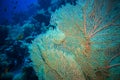 Giant fan (gorgonian) in the current Royalty Free Stock Photo