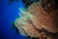 Giant fan (gorgonian) in the current