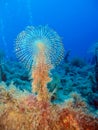 Giant Fan Worm (Sabella spallanzani)