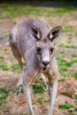 A giant fatal kangaroo is ready to attack people on the grass at Grampians National Park Victoria Australia