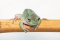 Giant Feae flying tree frog eating a locusts, Rhacophorus feae, isolated on white background Royalty Free Stock Photo