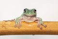 Giant Feae flying tree frog eating a locusts, Rhacophorus feae, isolated on white background Royalty Free Stock Photo