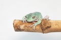 Giant Feae flying tree frog eating a locusts, Rhacophorus feae, isolated on white background Royalty Free Stock Photo