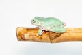 Giant Feae flying tree frog eating a locusts, Rhacophorus feae, isolated on white background Royalty Free Stock Photo