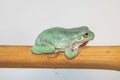 Giant Feae flying tree frog eating a locusts, Rhacophorus feae, isolated on white background Royalty Free Stock Photo