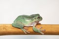 Giant Feae flying tree frog eating a locusts, Rhacophorus feae, isolated on white background Royalty Free Stock Photo