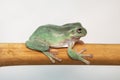 Giant Feae flying tree frog eating a locusts, Rhacophorus feae, isolated on white background Royalty Free Stock Photo