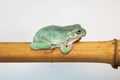 Giant Feae flying tree frog eating a locusts, Rhacophorus feae, isolated on white background Royalty Free Stock Photo