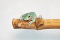 Giant Feae flying tree frog eating a locusts, Rhacophorus feae, isolated on white background Royalty Free Stock Photo