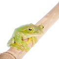 Giant Feae flying tree frog eating a locusts on white Royalty Free Stock Photo