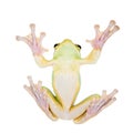 Giant Feae flying tree frog eating a locusts on white Royalty Free Stock Photo