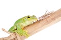 Giant Feae flying tree frog eating a locusts on white