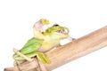 Giant Feae flying tree frog eating a locusts on white Royalty Free Stock Photo