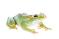 Giant Feae flying tree frog isolated on white Royalty Free Stock Photo