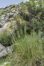 Giant feather grass, Stipa gigantea.