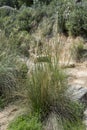 Giant feather grass, Stipa gigantea