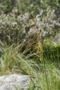 Giant feather grass, Stipa gigantea