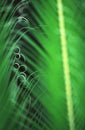 Giant fern in Brazil Royalty Free Stock Photo