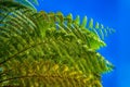 Giant fern