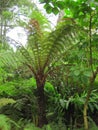 Giant fern