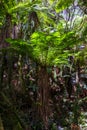 Giant fern tree in a forest