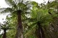 Giant ferns in native New Zealand bush