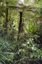 Giant ferns in native New Zealand bush