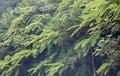 Giant Ferns ,rain Forest, Puerto Rico