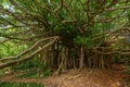 Giant Ficus citrifolia also known as the shortleaf fig, giant bearded fig or wild banyantree in Cap Chevalier, Martinique Royalty Free Stock Photo