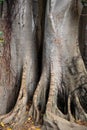 Giant Ficus Tree with Names Scratched into the Bark