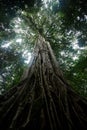 Giant ficus tree in Tangkoko National Park. North Sulawesi. Indonesia, lush and dense primary rain forest Royalty Free Stock Photo