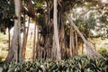 Giant ficus, Tropical plants of the Botanical Garden, Puerto de la Cruz in Tenerife, Canary Islands, Spain