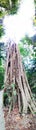 Giant fig tree in Singapore Royalty Free Stock Photo