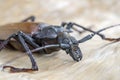 Giant Fijian longhorn beetle from island Koh Phangan, Thailand. Closeup, macro. Giant Fijian long-horned beetle, Xixuthrus heros Royalty Free Stock Photo