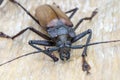 Giant Fijian longhorn beetle from island Koh Phangan, Thailand. Closeup, macro. Giant Fijian long-horned beetle, Xixuthrus heros Royalty Free Stock Photo