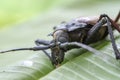 Giant Fijian longhorn beetle from island Koh Phangan, Thailand. Closeup, macro. Giant Fijian long-horned beetle, Xixuthrus heros Royalty Free Stock Photo