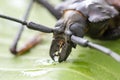 Giant Fijian longhorn beetle from island Koh Phangan, Thailand. Closeup, macro. Giant Fijian long-horned beetle, Xixuthrus heros