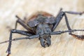 Giant Fijian longhorn beetle from island Koh Phangan, Thailand. Closeup, macro. Giant Fijian long-horned beetle, Xixuthrus heros