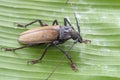 Giant Fijian longhorn beetle from island Koh Phangan, Thailand. Closeup, macro. Giant Fijian long-horned beetle, Xixuthrus heros Royalty Free Stock Photo