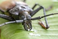 Giant Fijian longhorn beetle from island Koh Phangan, Thailand. Closeup, macro. Giant Fijian long-horned beetle, Xixuthrus heros Royalty Free Stock Photo