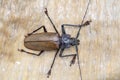 Giant Fijian longhorn beetle from island Koh Phangan, Thailand. Closeup, macro. Giant Fijian long-horned beetle, Xixuthrus heros Royalty Free Stock Photo