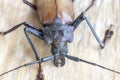 Giant Fijian longhorn beetle from island Koh Phangan, Thailand. Closeup, macro. Giant Fijian long-horned beetle, Xixuthrus heros